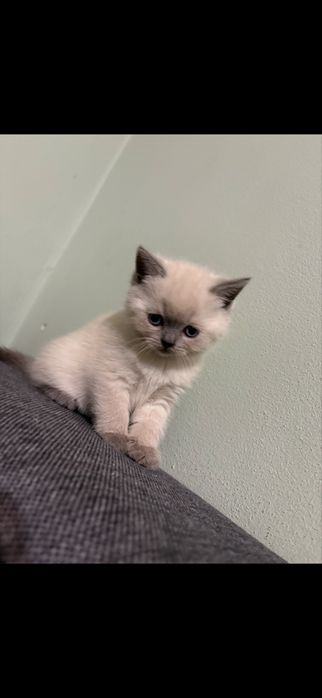 Kotki brytyjskie point, niebieskie