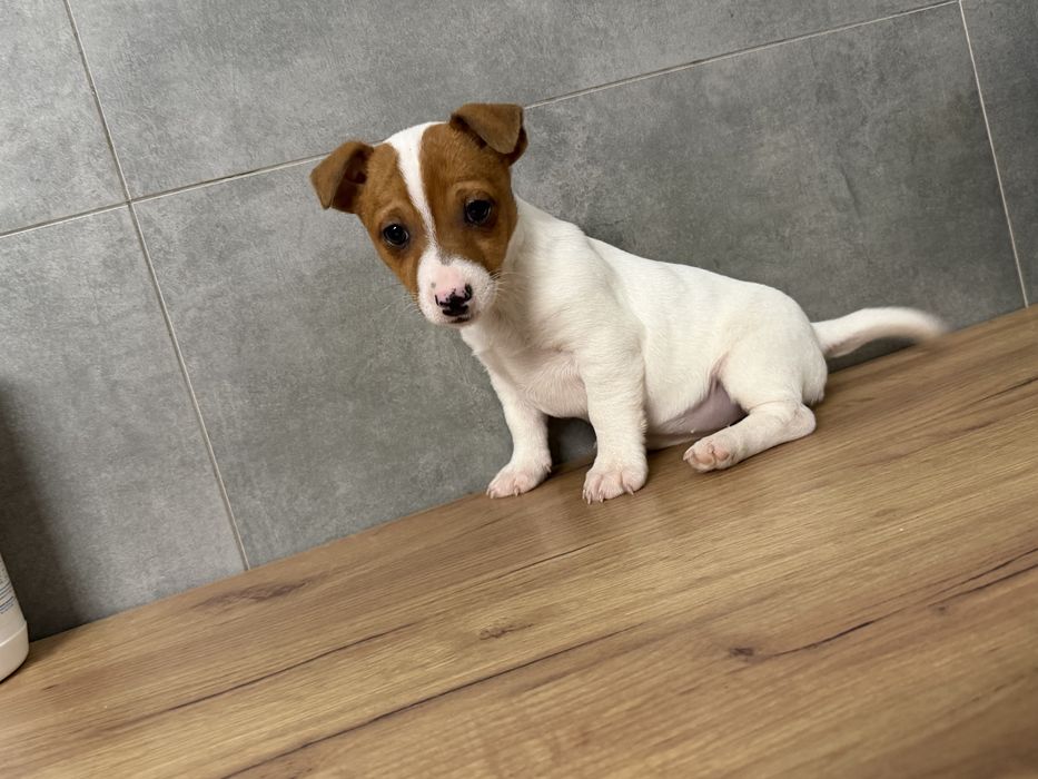 Jack Russell Terrier pieknej urody suczka z Rodowodem