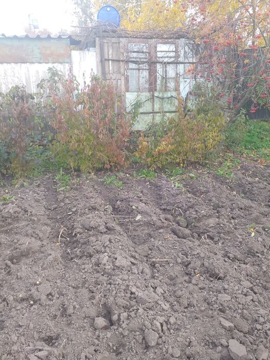 Саджанці кизилу продам