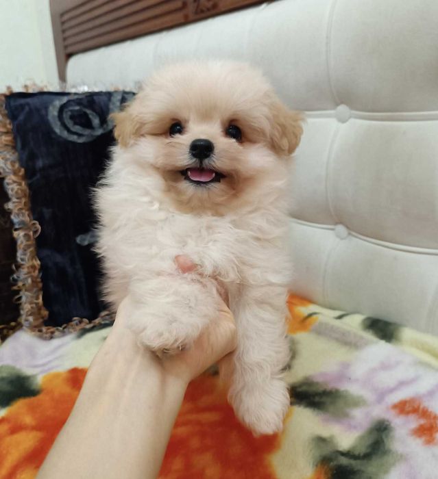 Меховой карапуз PomaPoo неполных 2 мес. Киевлянин, Голосеевский р-н