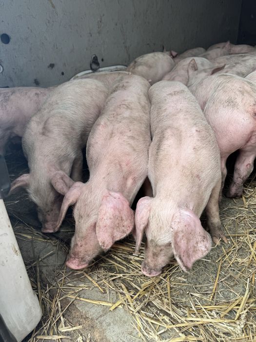 Продам поросят трьох лінійний гібрид