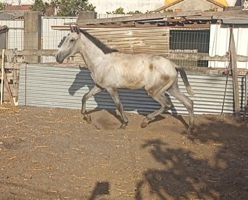 Parelha de potros