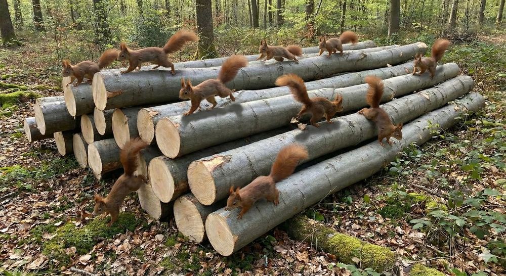 Drewno do palenia, liściaste gatunki