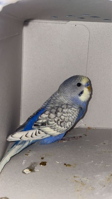 Pilnie oddam papuge