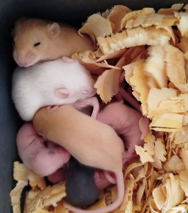 Кормовые мыши. Мышки на корм. Заморозка. Бегунки