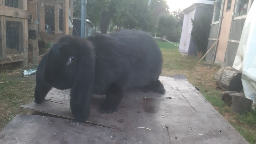 Baran francuski samica