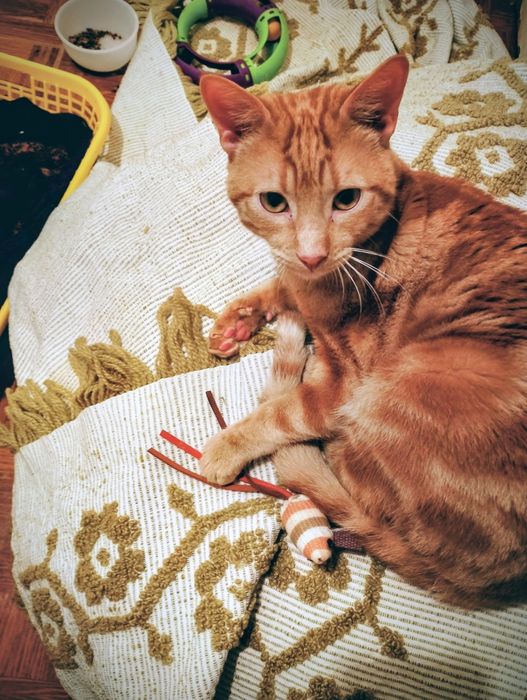 Gatinho macho amarelo