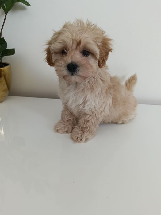 maltipoo przeuroczy maluszek