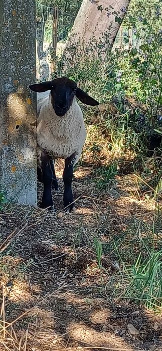 Suffolk macho 3 anos