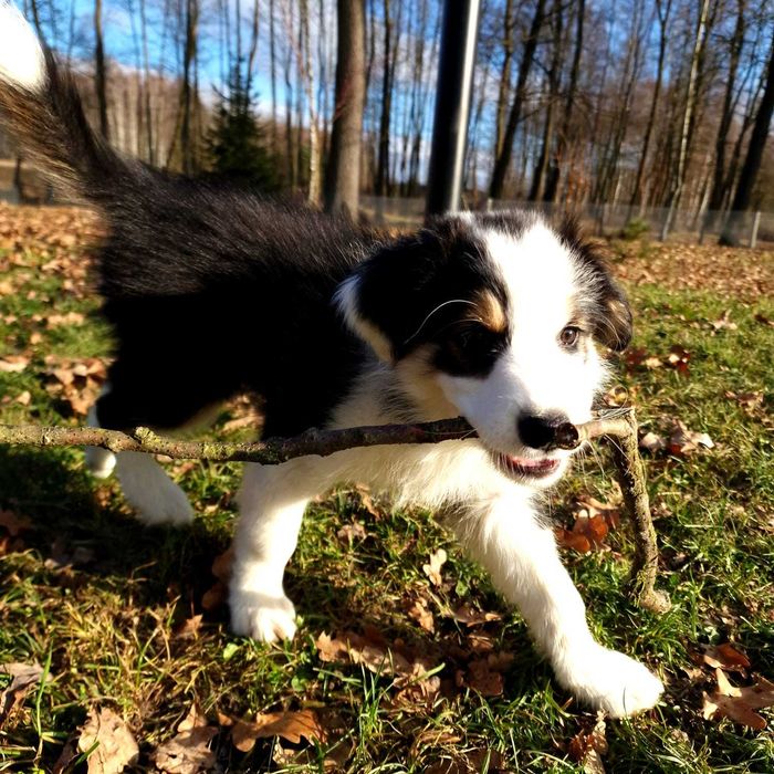 Border collie black white tricolor dziewczynka