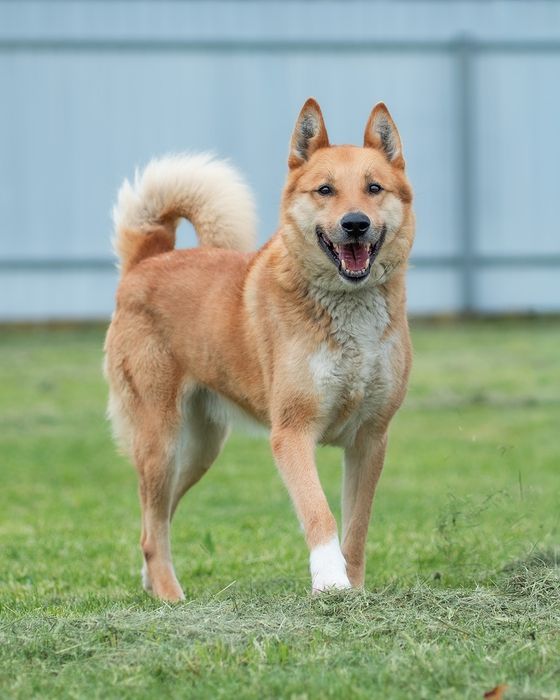 Kiro pies do adopcji