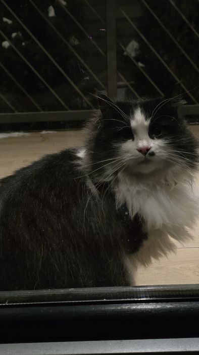 Гарна пухнаста киця в добрі руки