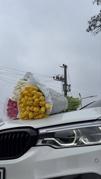 Тюлпан великий український Бровари опт