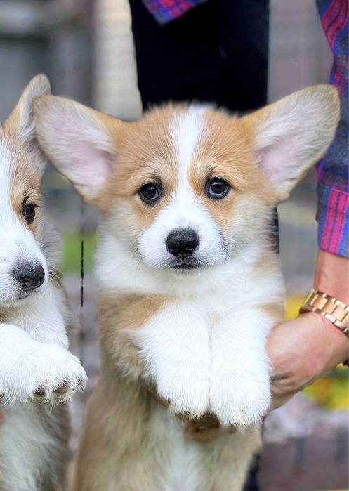 Вельш корги пемброк