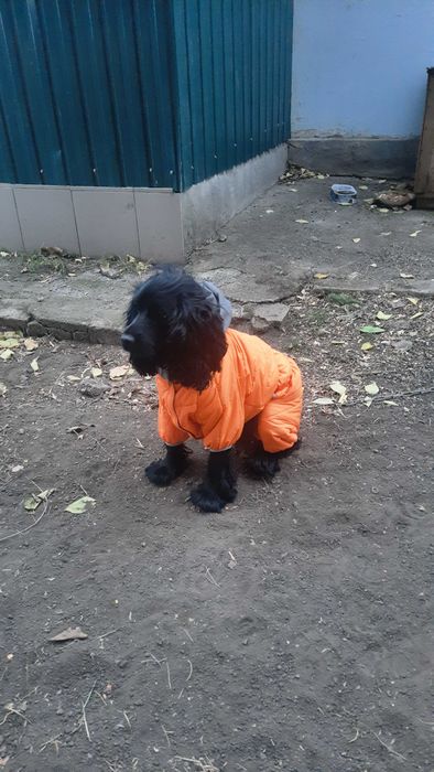 Собака Спаниелька
