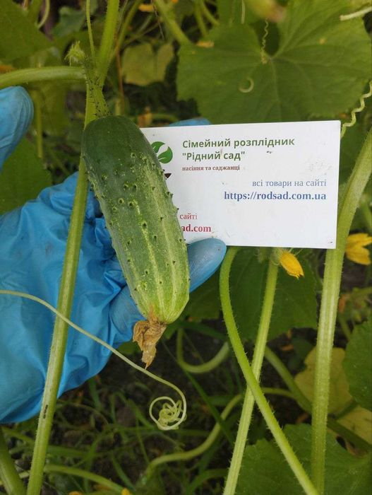 Огірки насіння (23 сорти) огурец семена є безкоштовна доставка