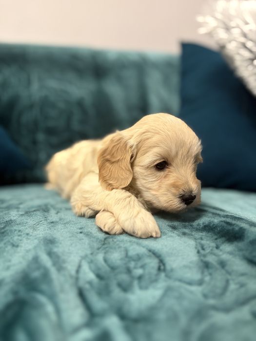 Uroczy szczeniak rasy maltipoo