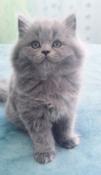 Fêmea British Longhair
