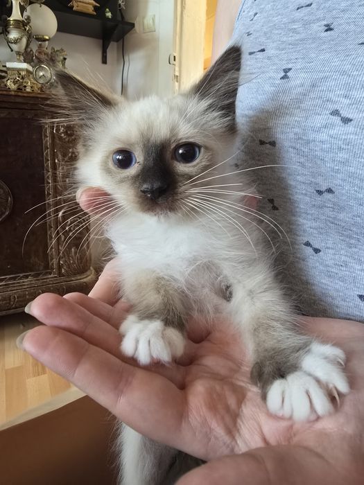 Ragdoll. do nowego domku w lutym