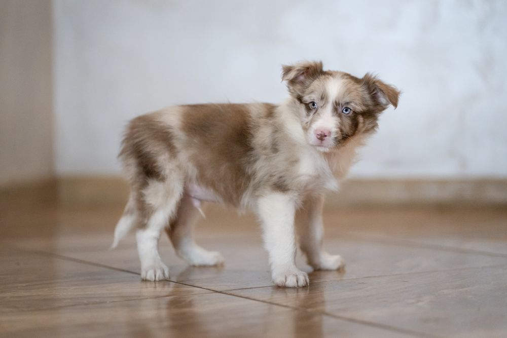 Chłopiec Border Collie red -merle nr 1/badania genetyczne/RTG