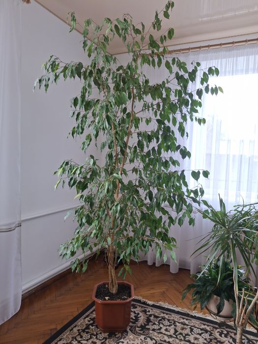 Продам вазон Фікус