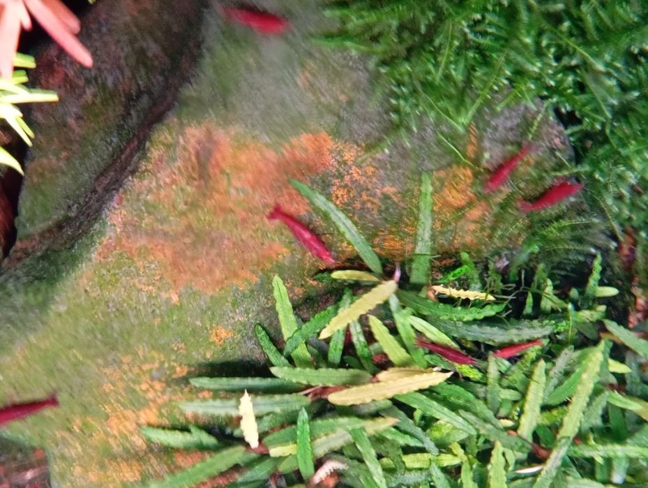 Neocaridina Red Saqura
