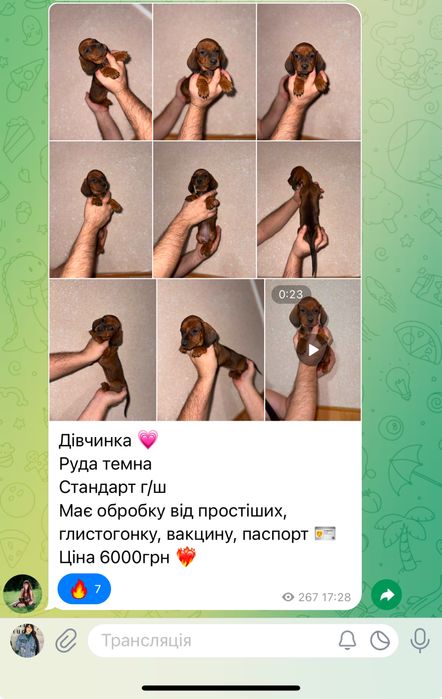 Пропоную класну дівчинку таксочку