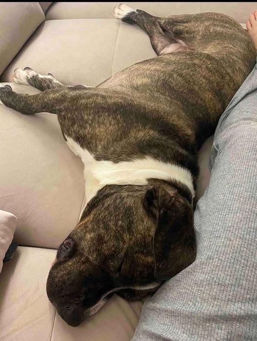 Сильний та гарний пес в надійні і відповідальні руки!