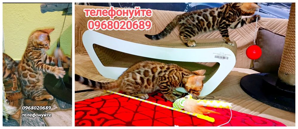 Бенгали відомі своєю красою, розумом і відданістю.