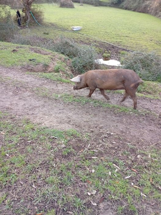 Vendo porca com 1 ano