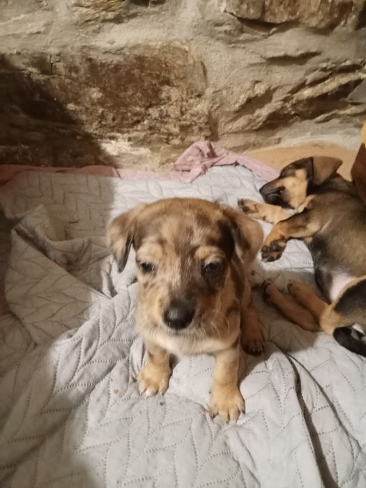 Animais para doação