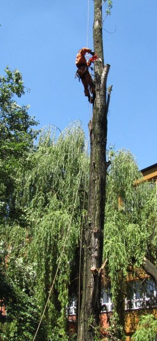 Wycinka-przycinanie drzew  PROMOCJA !