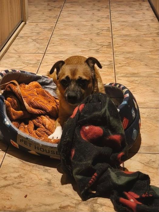 Samiec do adopcji za darmo