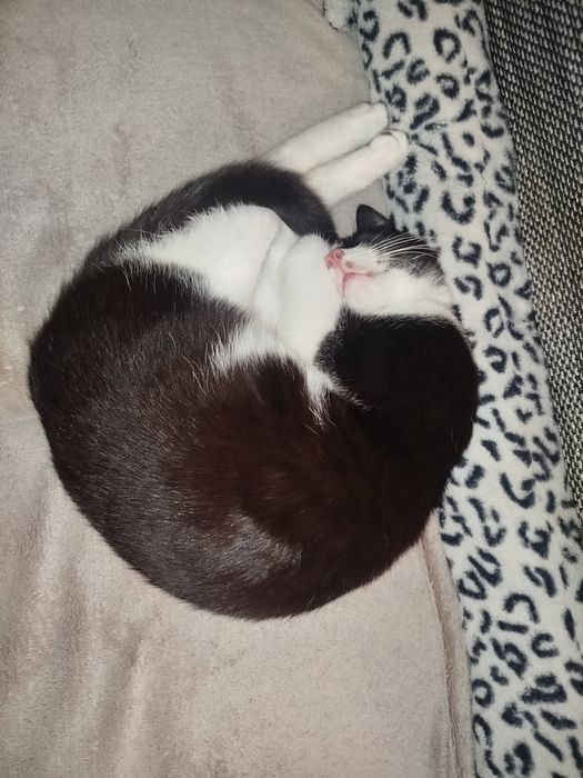 Oddam kotka 6 miesięcy