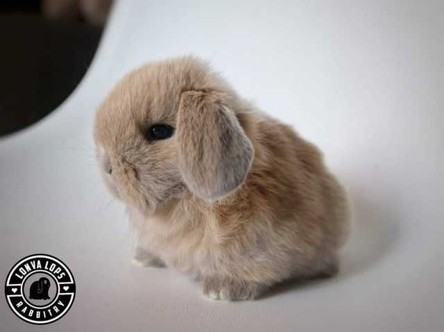 KIT Coelhos anões desparasitados e vacindos