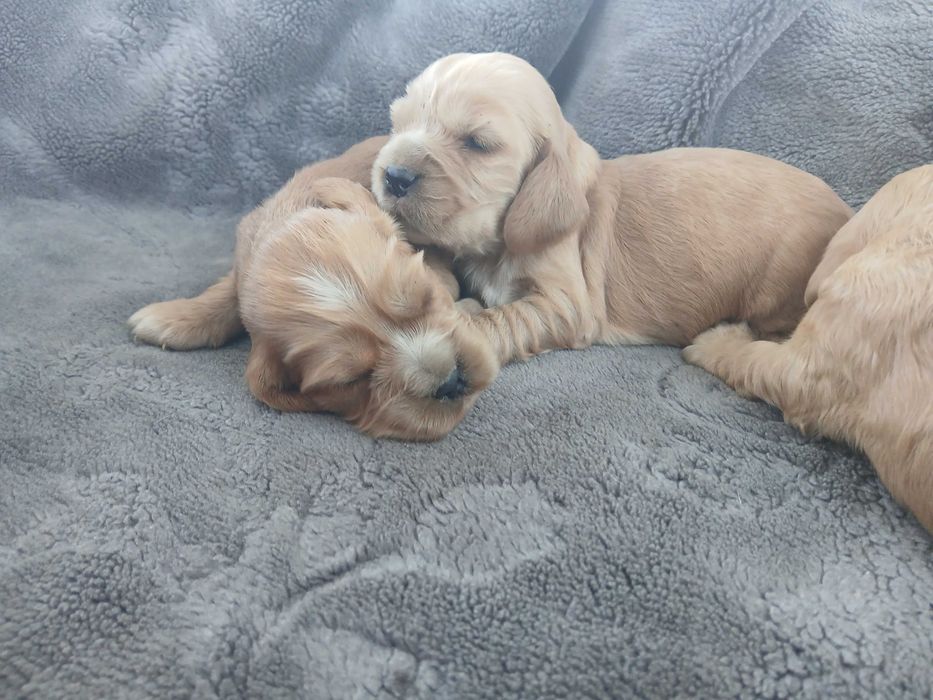 Cocker spaniel piesek