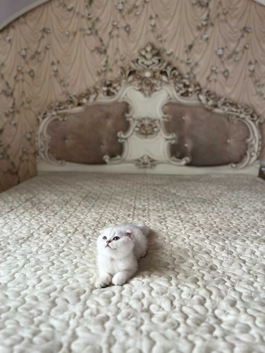 Висловуха дівчинка срібна шиншила, Шотландські кошенята