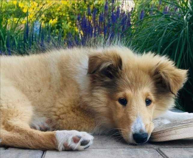 Owczarek Szkocki Długowłosy