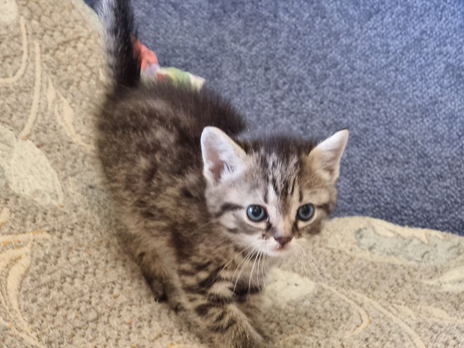 Кошка тигр ждет вас