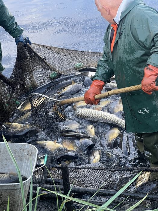 Amur biały duży, waga 8-12 kg/ sztuka