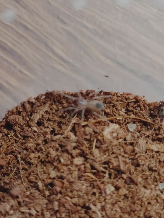 Pająk ptasznik Pseudohapalopus Columbia L4