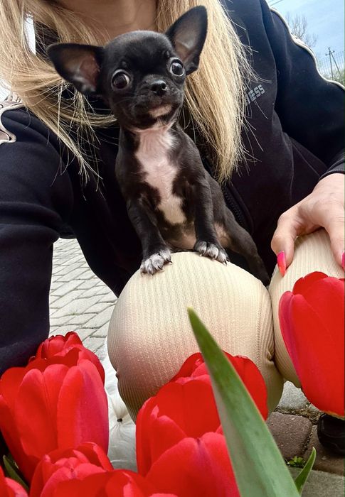 Chihuahua suczka czarna