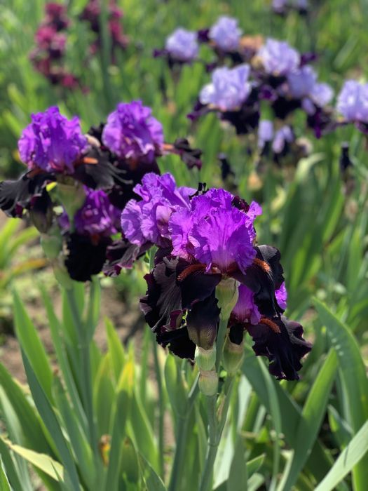 Високі бородаті іриси