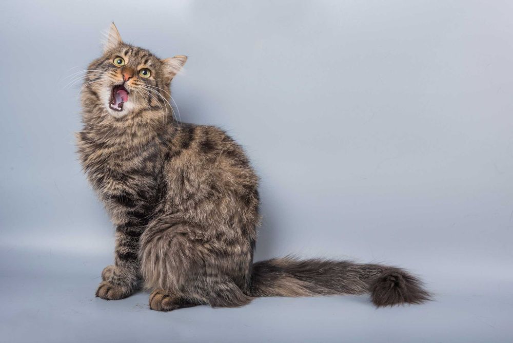 Ніжний котик, кот Грей 1 рік шукає сім’ю, стерилізован