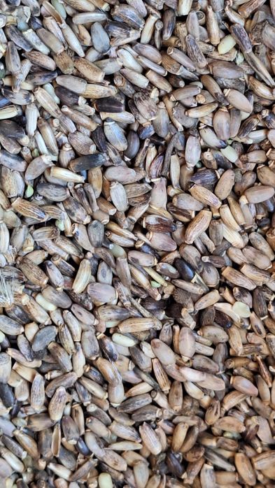 Ostropest plamisty  od rolnika