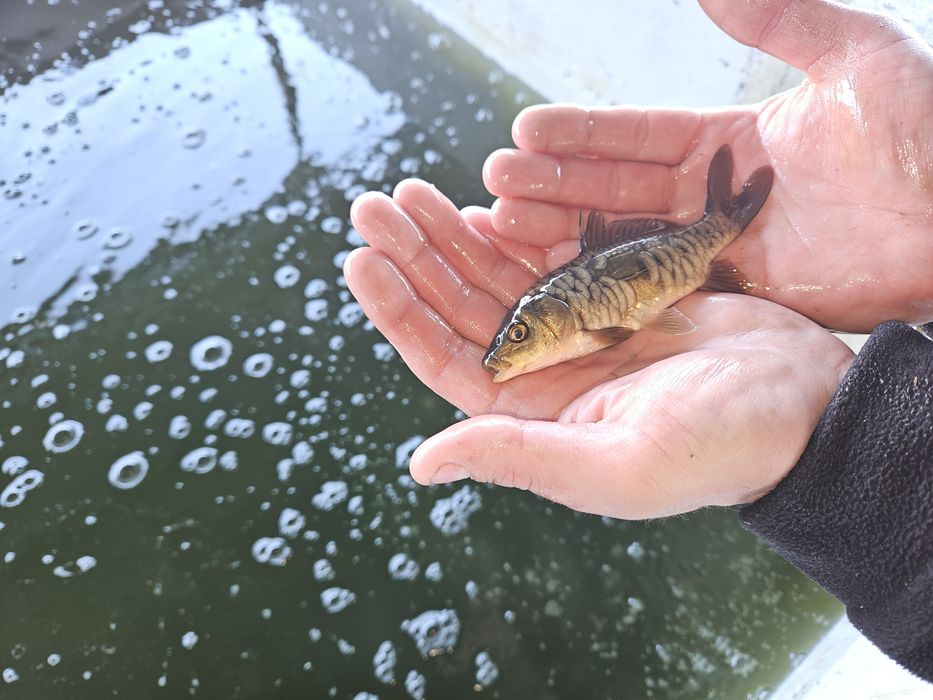 Karp Narybek Kroczek Karpia