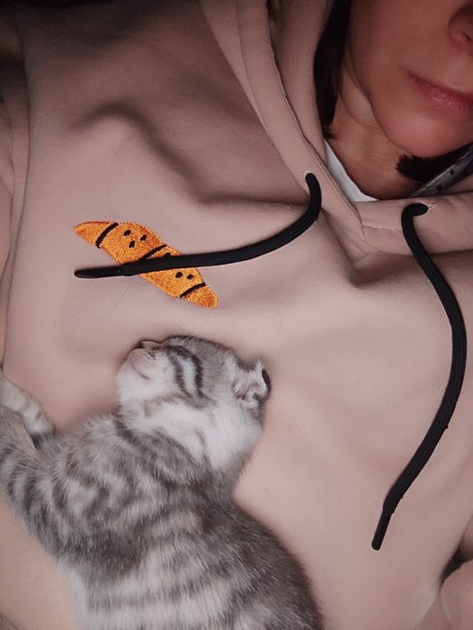 Скотіш фолд, 2міс. хлопчик