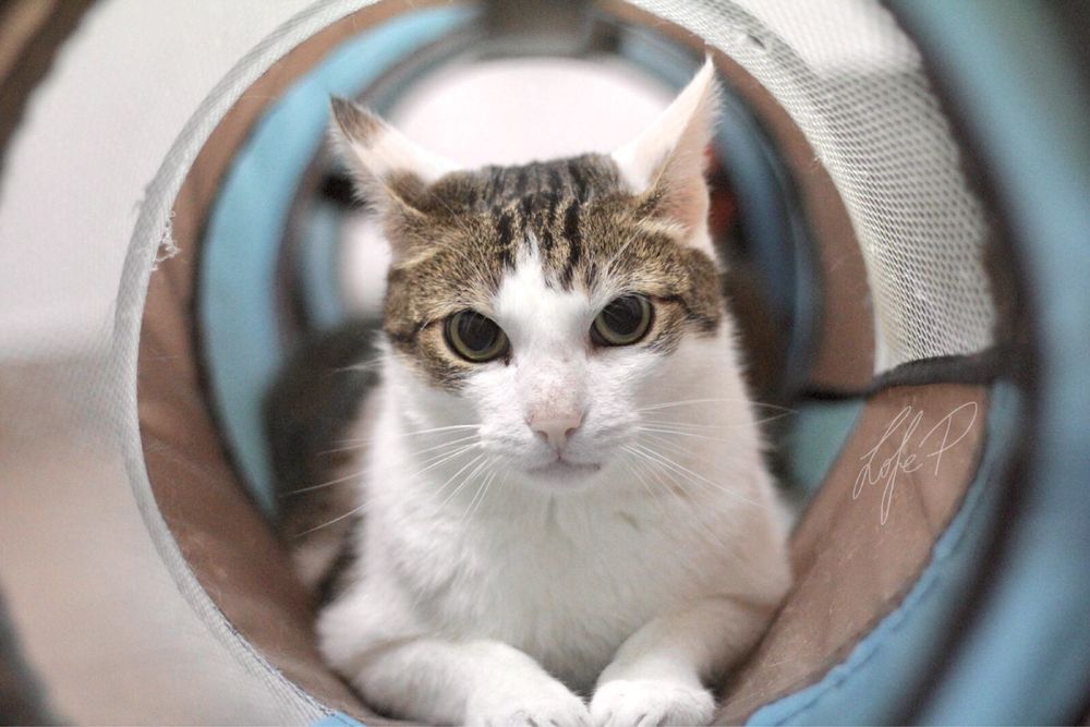 Cudowny, towarzyski i spokojny Termit czeka na dom!