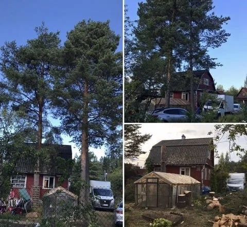 Зрізання дерев, Обрізка, Кронування, Валка,Розпил на дрова