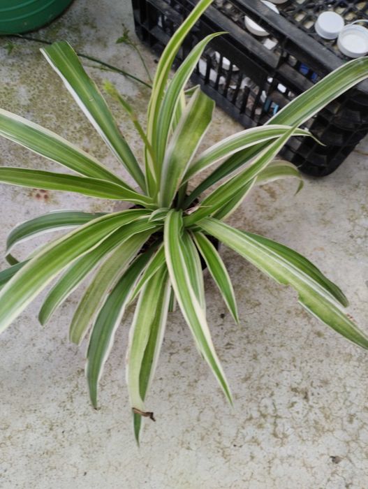 Suculentas envio CTT 1€